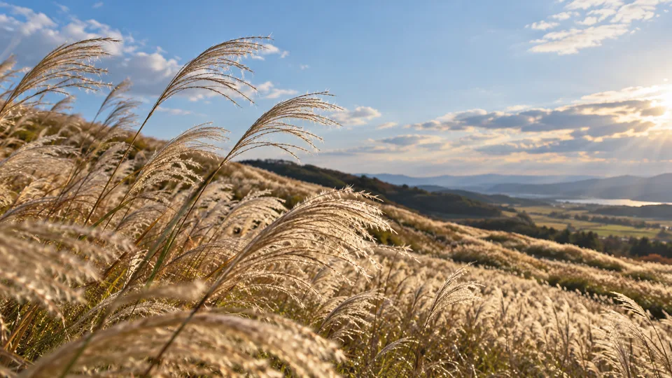 Silver grass seed heads bend across a Japanese hillside in clear autumn side light.