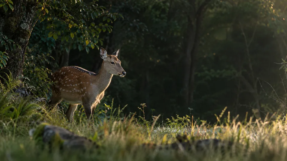 A wild female sika deer pauses in dawn light where temperate woodland meets a grassy clearing.