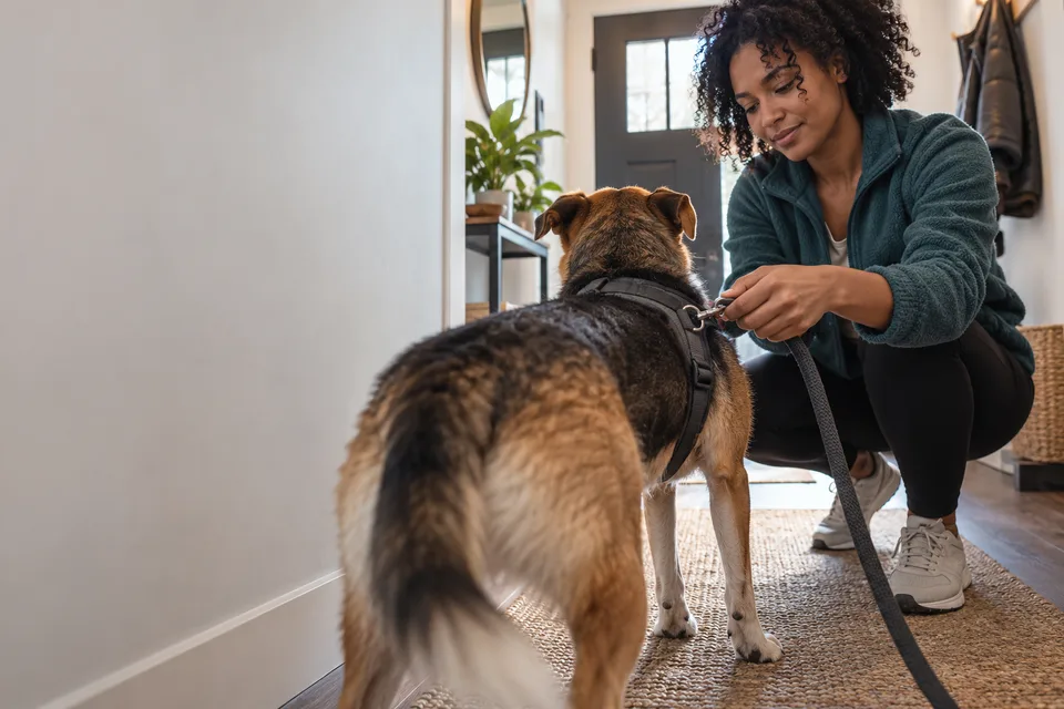 A woman clips a leash to her dog's harness in the entryway before a walk.