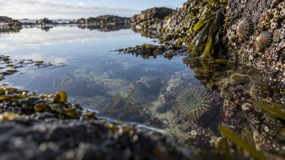 A sea anemone, shells and seaweed occupy a clear rocky tide pool at low tide, photographed at water level.