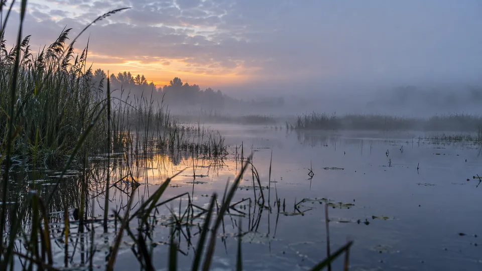 Low dawn mist lifts above open marsh water as dark reeds frame the near shoreline.
